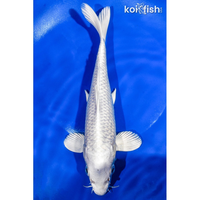 9" PLATINUM OGON