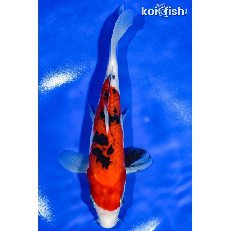 9" SANKE