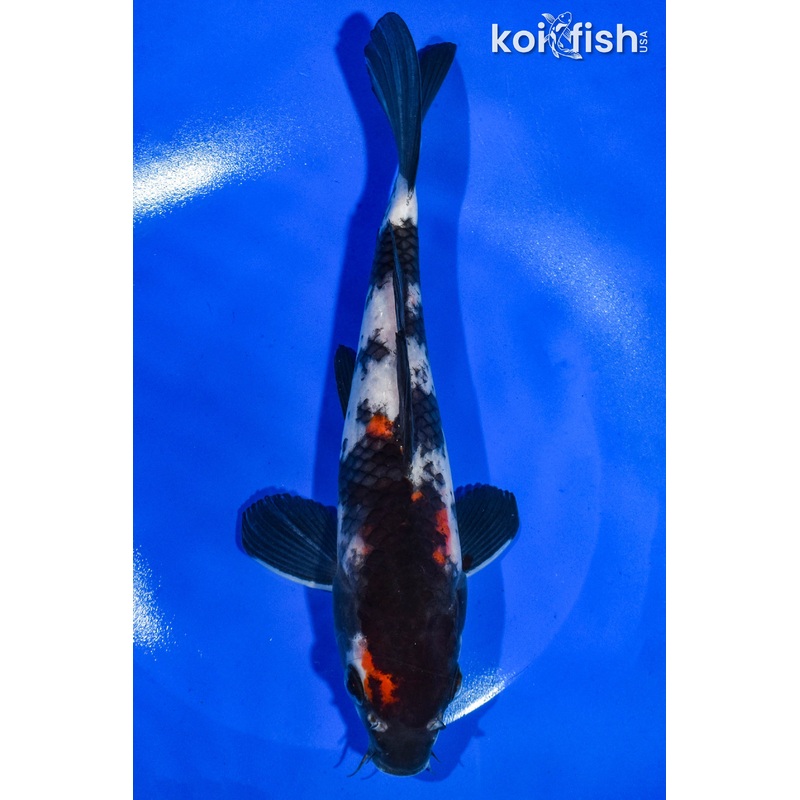 9" SHOWA