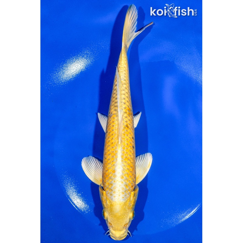 9" YAMABUKI OGON