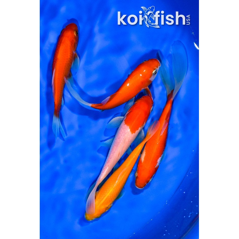 PACK OF (5) 4.25"-5" ASSORTED GOLDFISH