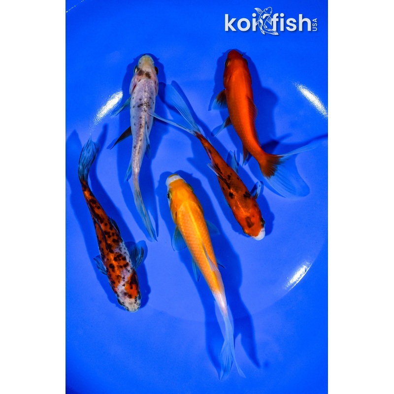 PACK OF (5) 4.5"-5" ASSORTED GOLDFISH