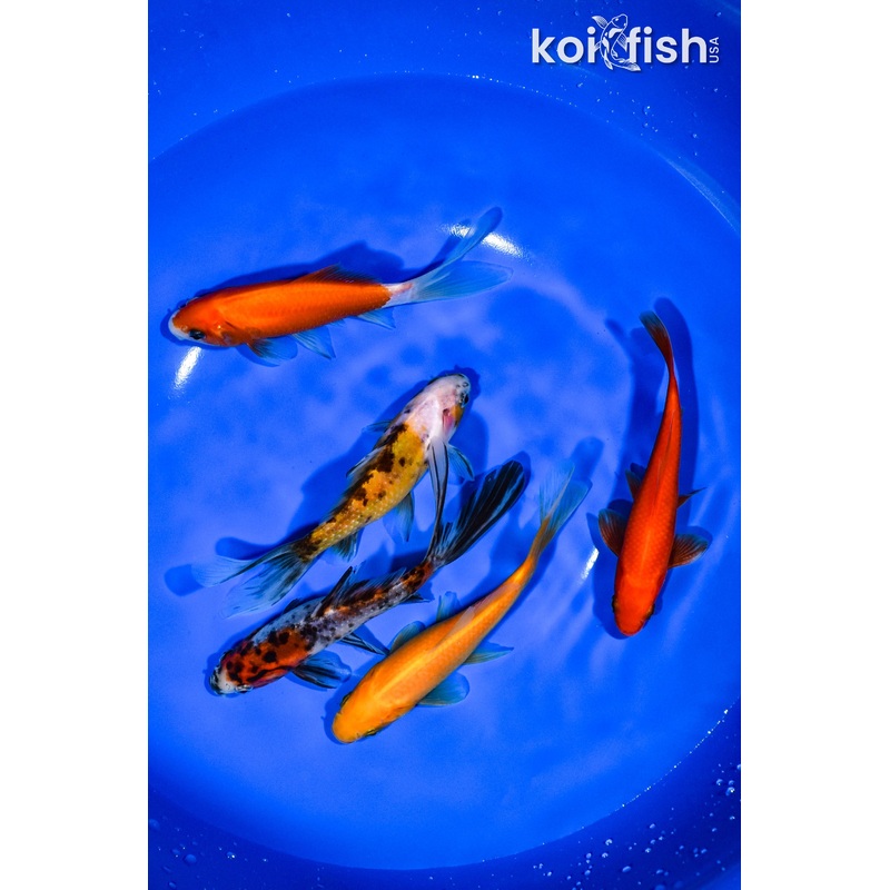 PACK OF (5) 4.75"-5.25" ASSORTED GOLDFISH