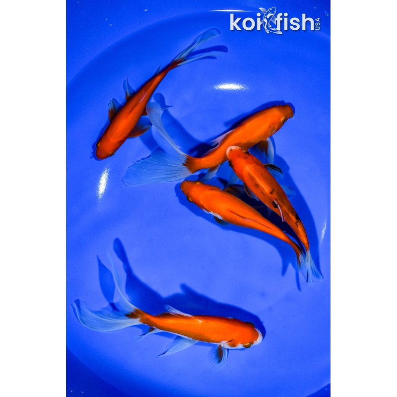 PACK OF (5) 4.75"-5.5" ASSORTED GOLDFISH