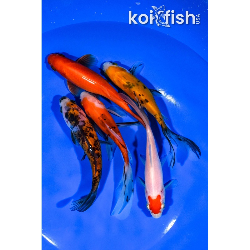 PACK OF (5) 4.75"-5" ASSORTED GOLDFISH