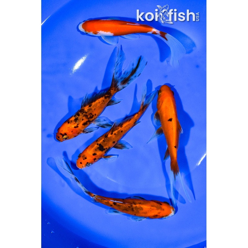 PACK OF (5) 5"-5.25" ASSORTED GOLDFISH