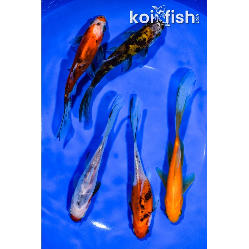 PACK OF (5) 5.5"-6" ASSORTED GOLDFISH