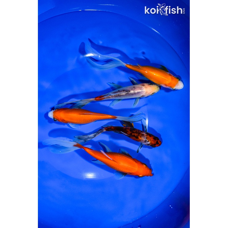 PACK OF (5) 5"-5.75" ASSORTED GOLDFISH