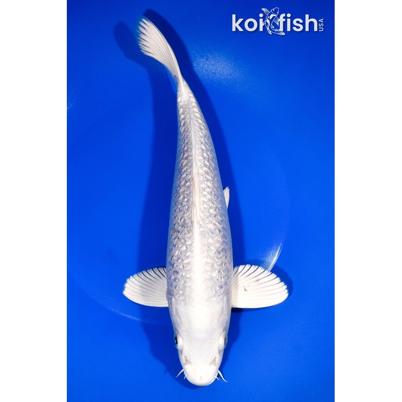 10.25" GINRIN PLATINUM OGON