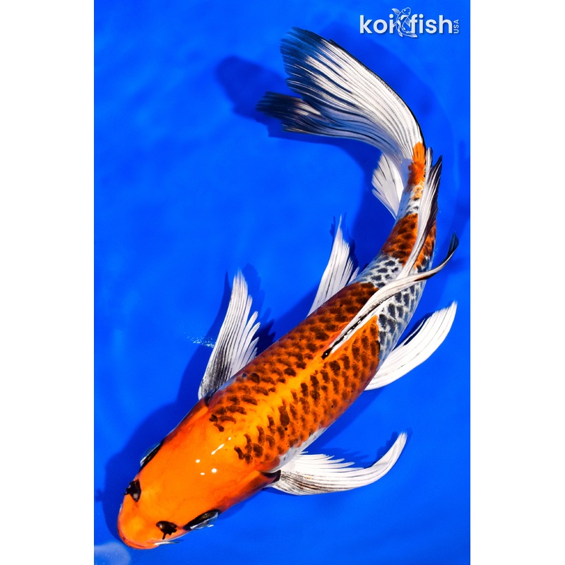10.5" BENI GINGA BUTTERFLY