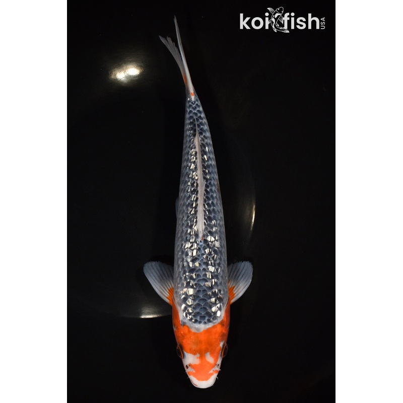 10.5" GINRIN ASAGI