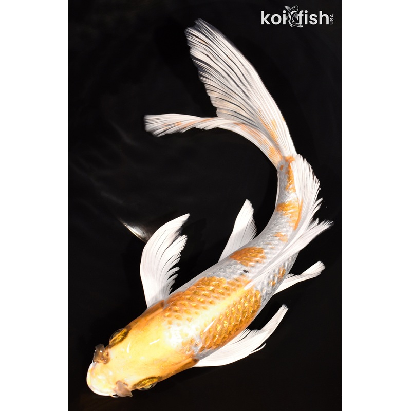 10.5" GINRIN HARIWAKE BUTTERFLY