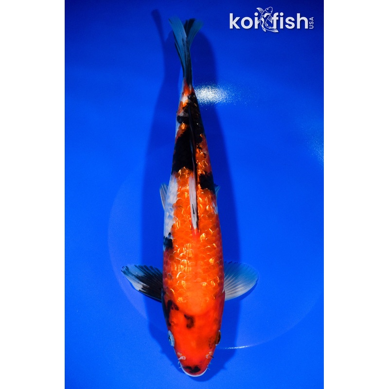 10.5" GINRIN HI SHOWA