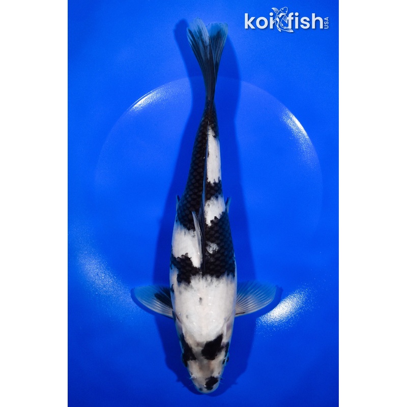 10.5" SHIRO UTSURI