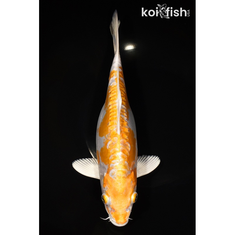 10.75" DOITSU HARIWAKE