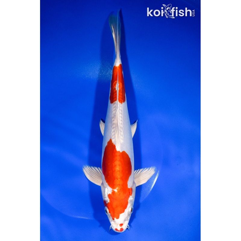 10.75" KIKUSUI