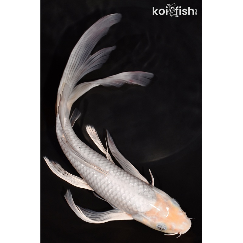 10.75" SOROGOI BUTTERFLY
