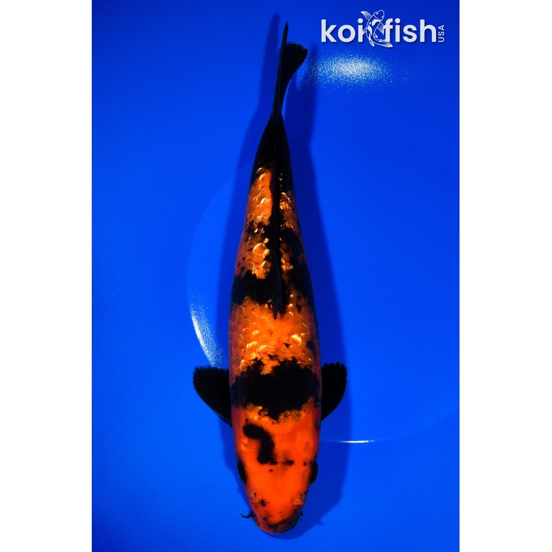 10" GINRIN HI UTSURI
