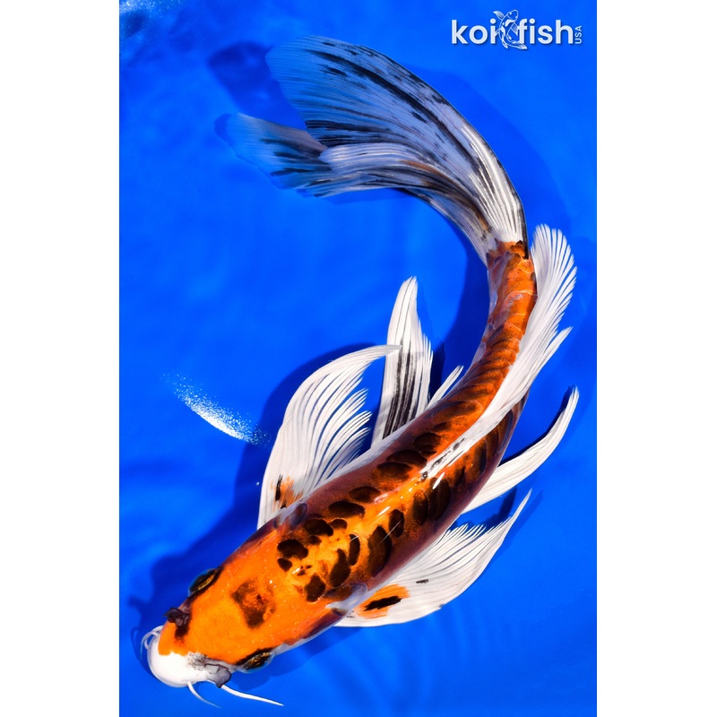 11.25" BENI KIKOKURYU BUTTERFLY