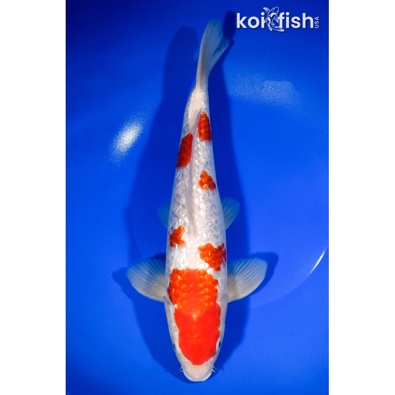 11.25" GINRIN KOHAKU