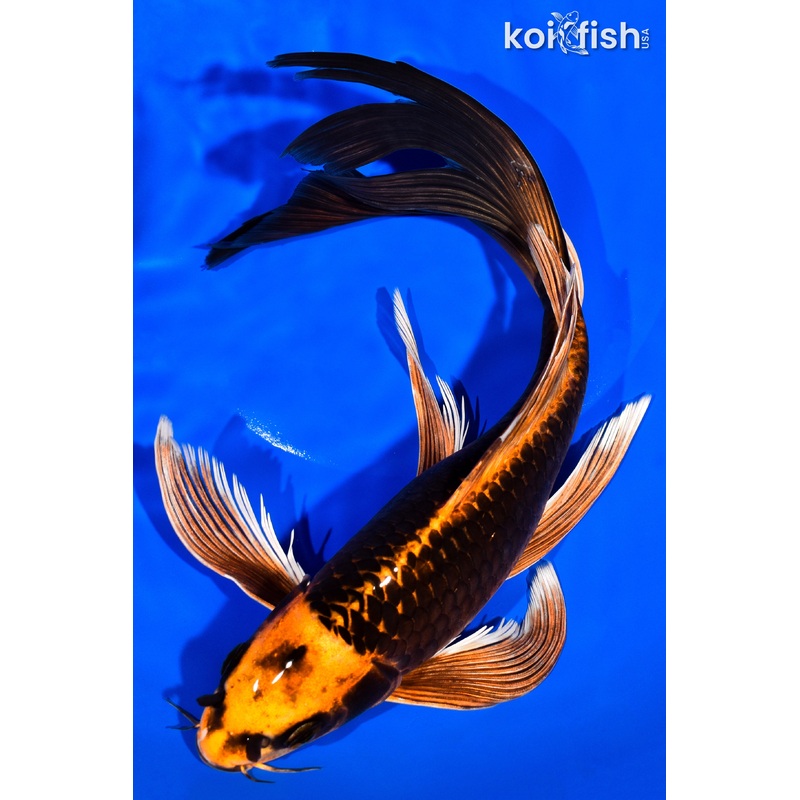 11.25" ORENJI MATSUBA BUTTERFLY