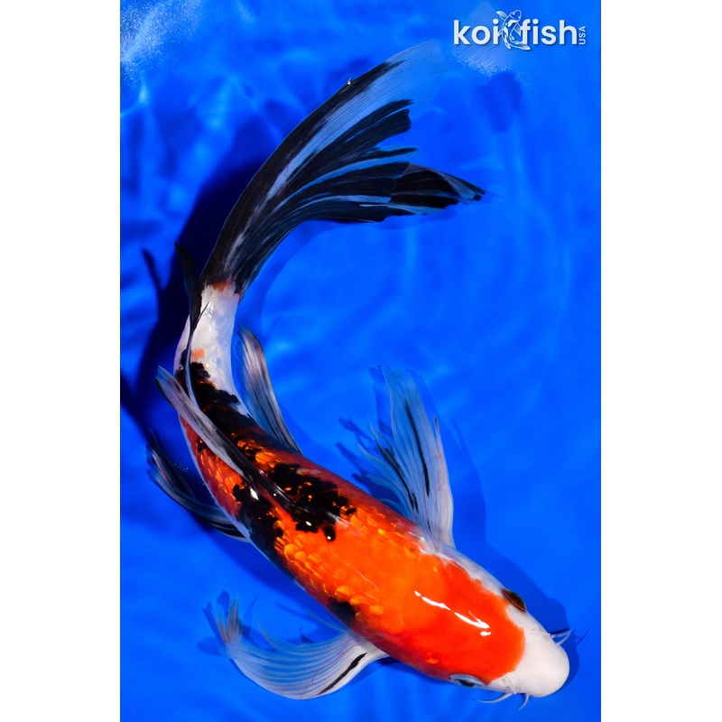 11.5" GINRIN SANKE BUTTERFLY