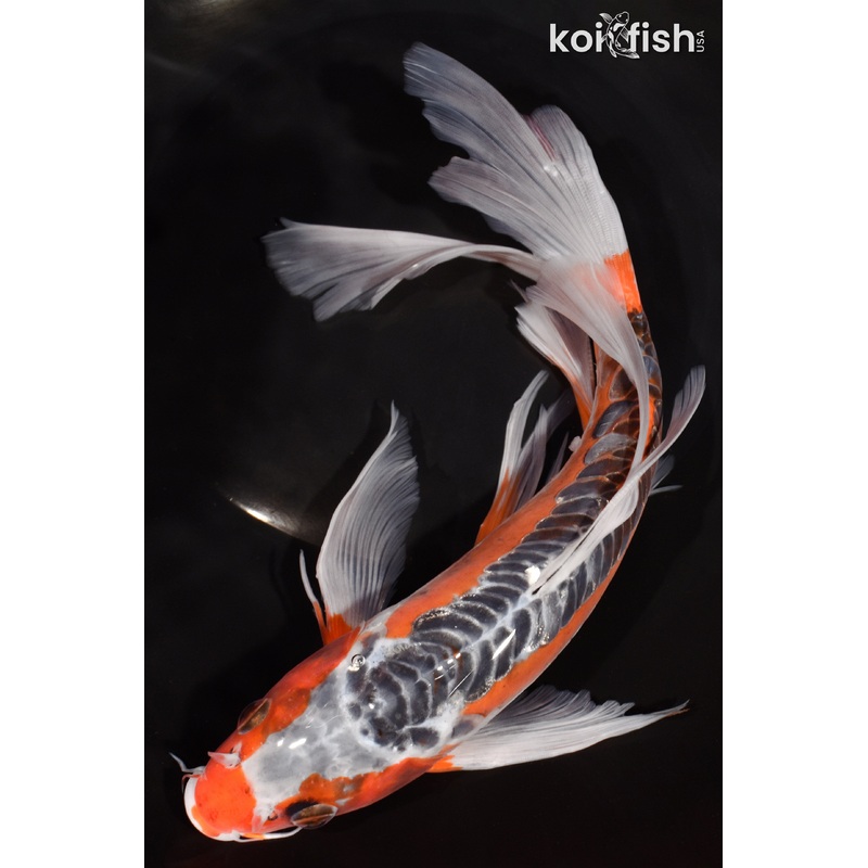 11.5" HI SHUSUI BUTTERFLY