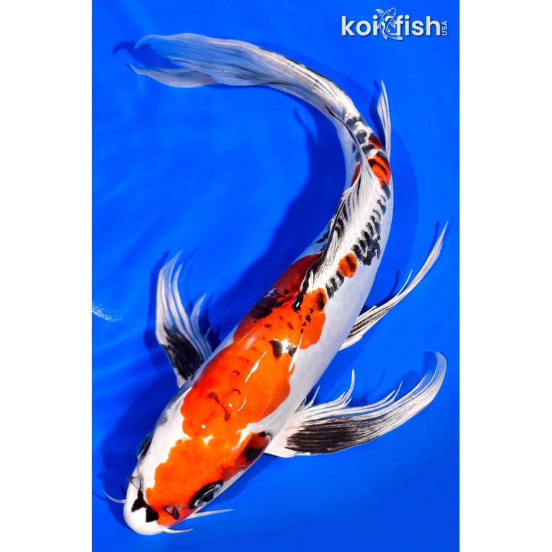 11.75" DOITSU KUJAKU BUTTERFLY