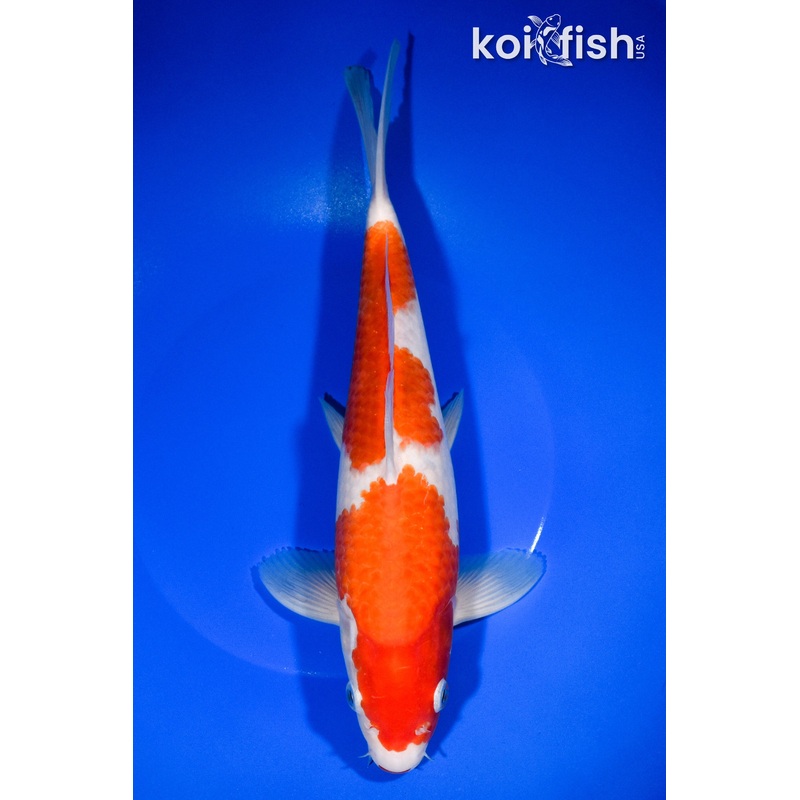 11" NIDAN KOHAKU