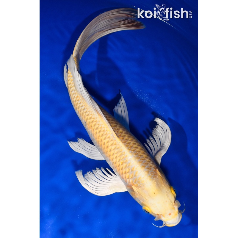 12.25" YAMABUKI OGON BUTTERFLY