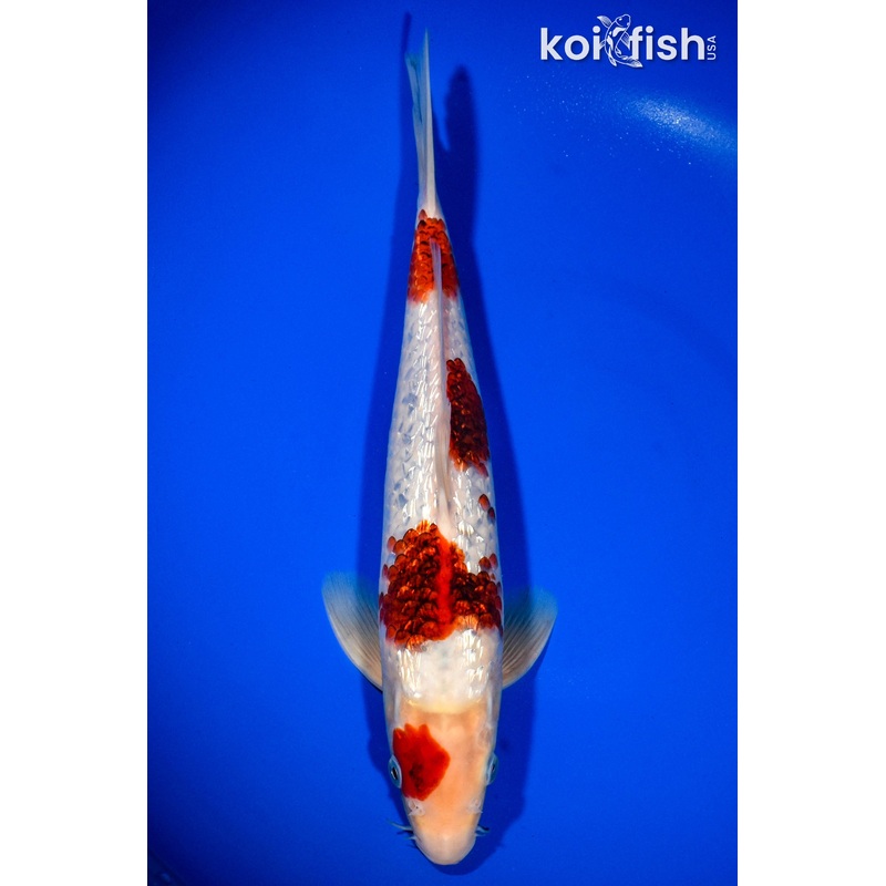 12.5" GINRIN GOROMO
