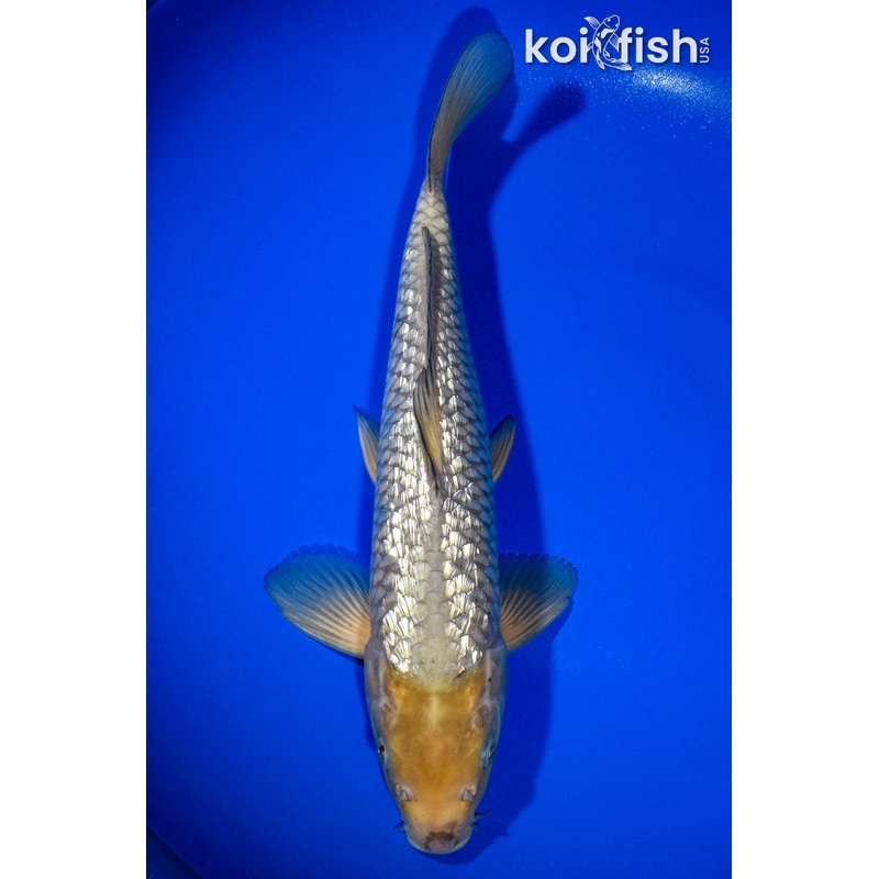 12.5" GINRIN SOROGOI