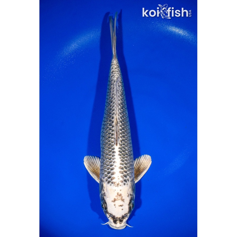 12.75" GINGA