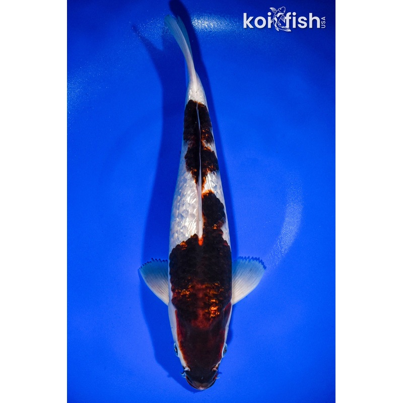 12.75" GINRIN GOROMO