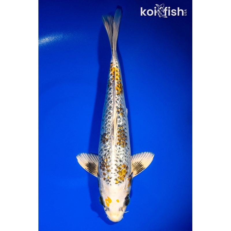 12.75" GINRIN KI GINGA