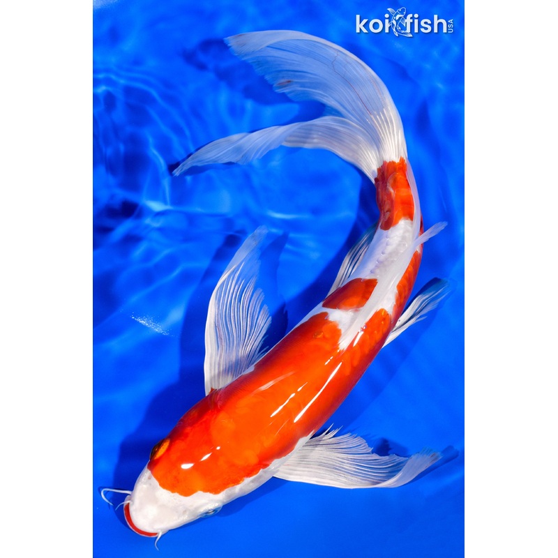 12" KUCHIBENI KIKUSUI BUTTERFLY