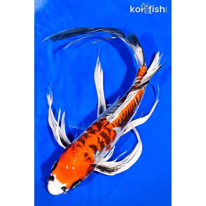 13.25" BENI KIKOKURYU BUTTERFLY