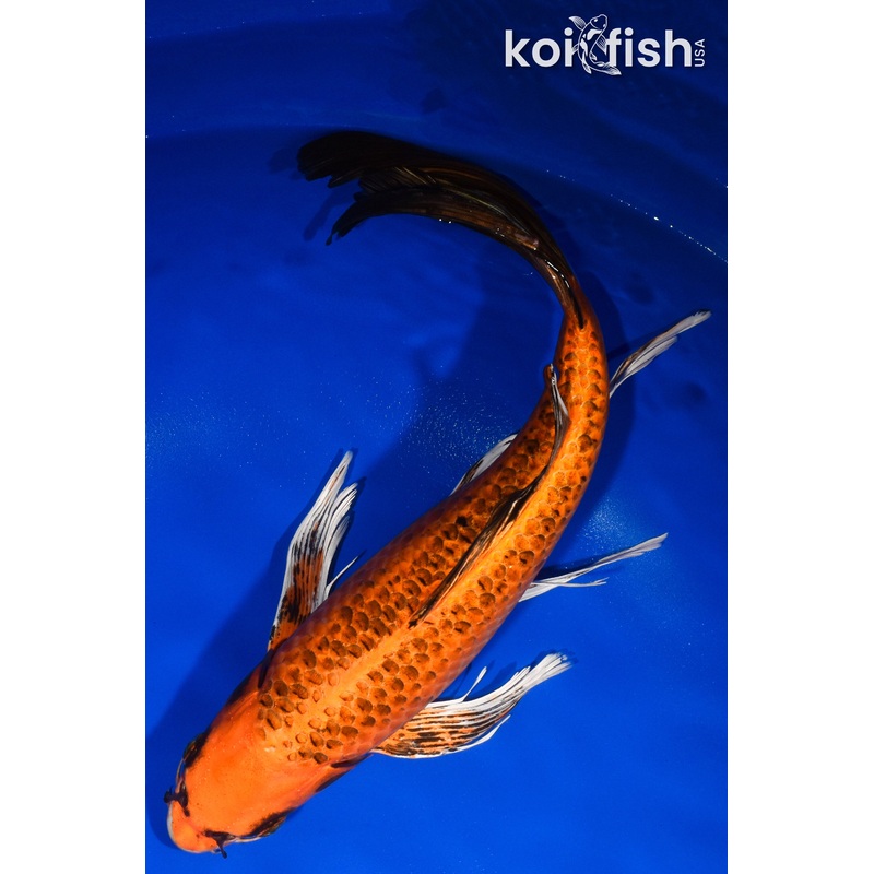 13.25" ORENJI MATSUBA BUTTERFLY