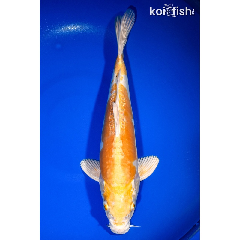 13.5" DOITSU HARIWAKE