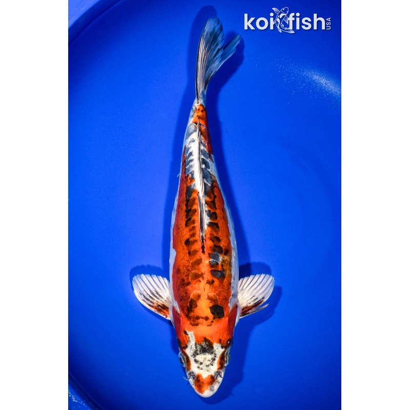 13.5" DOITSU KUJAKU