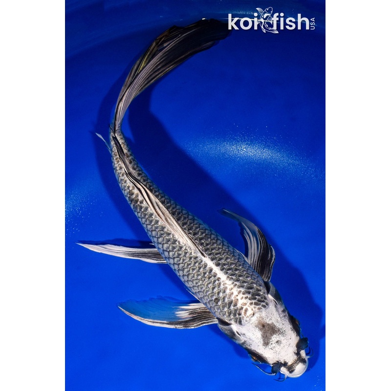 13.5" GINGA BUTTERFLY