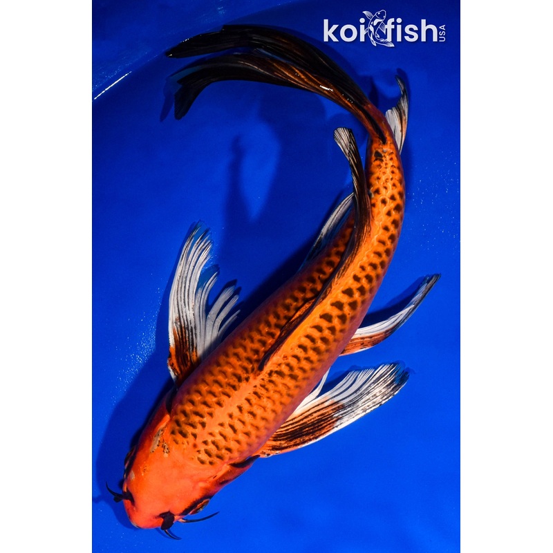 13.5" ORENJI MATSUBA BUTTERFLY