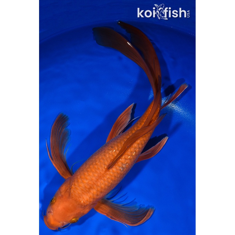 13.75" CHAGOI BUTTERFLY