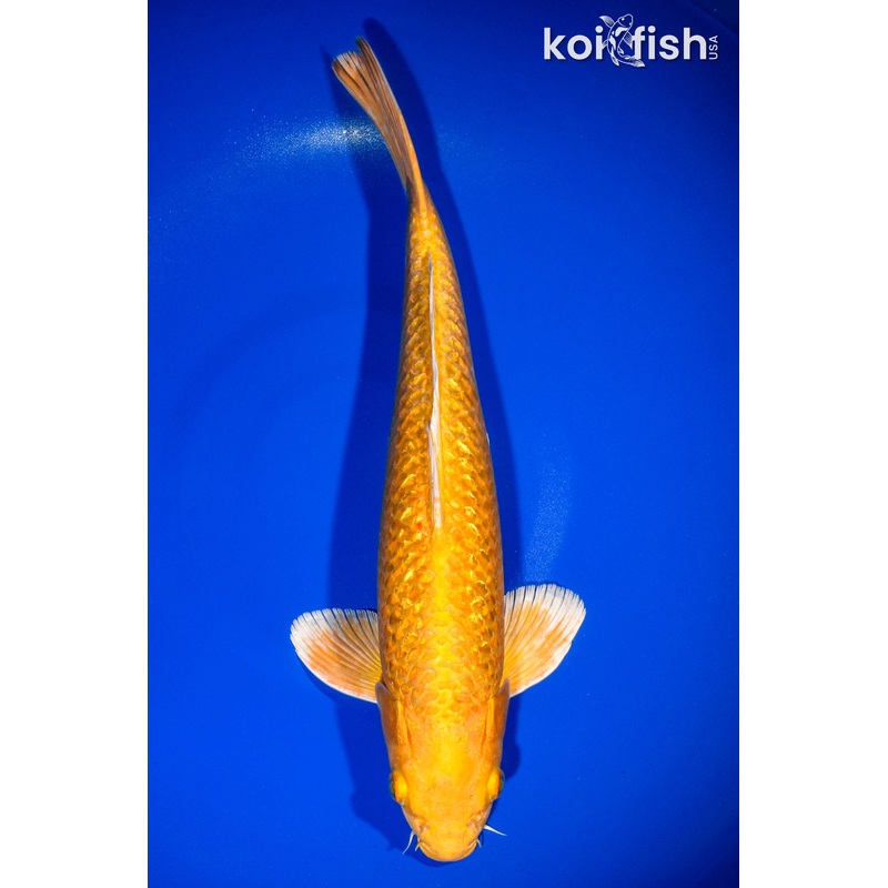 13.75" GINRIN YAMABUKI OGON