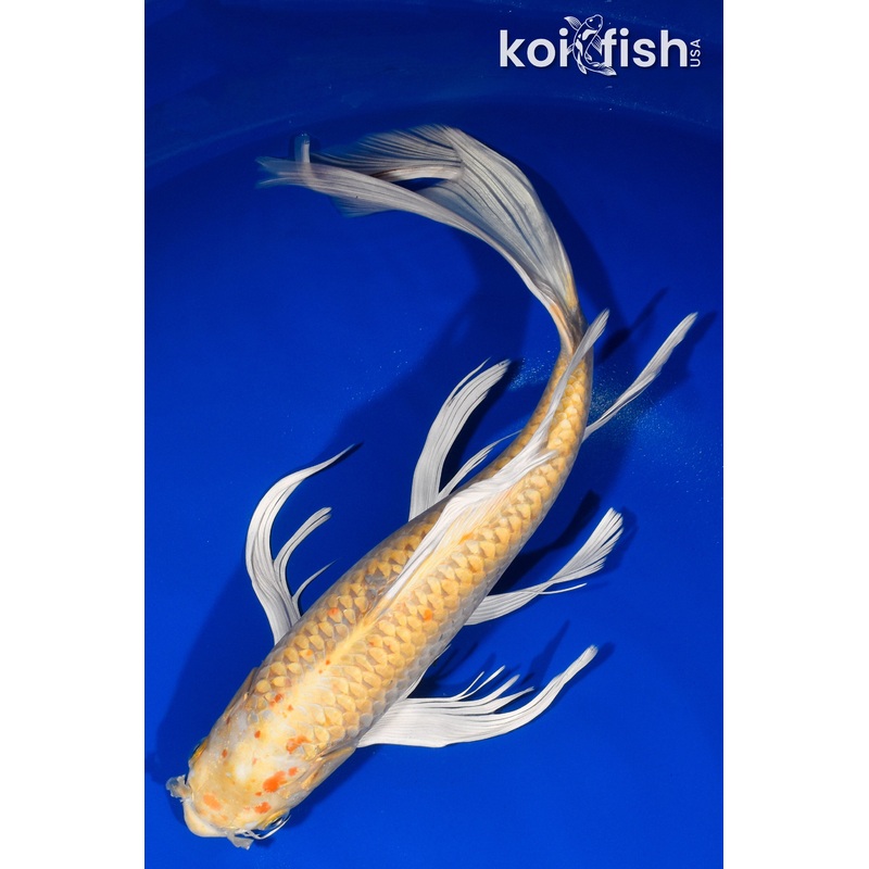 13.75" YAMABUKI OGON BUTTERFLY