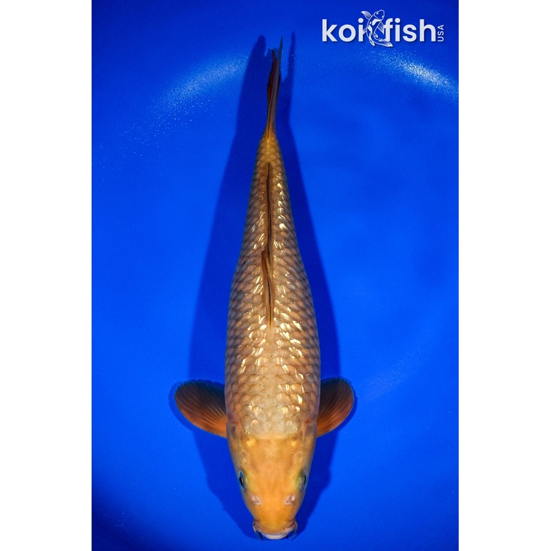 13" GINRIN CHAGOI