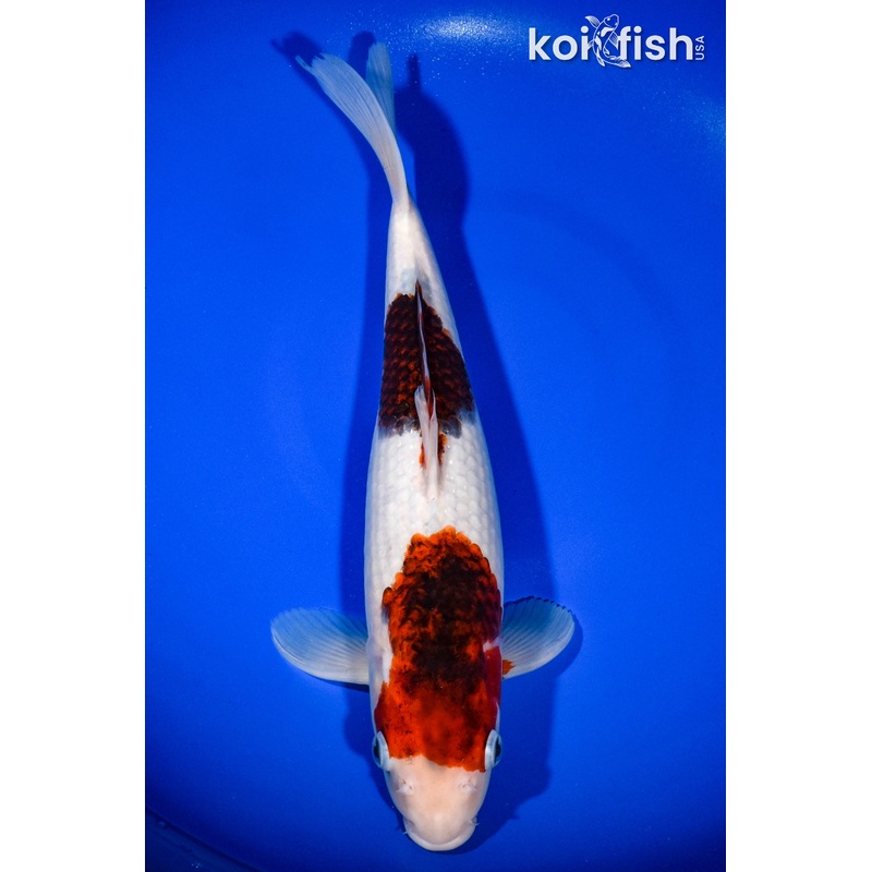 13" GOROMO
