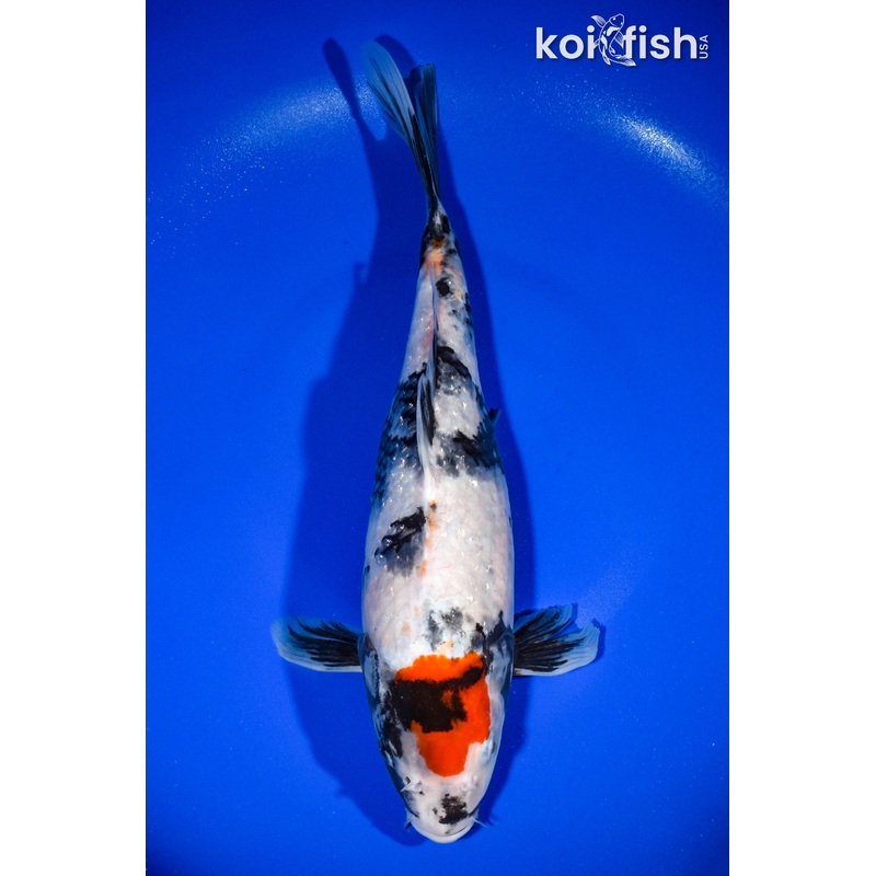 13" MARUTEN SHOWA