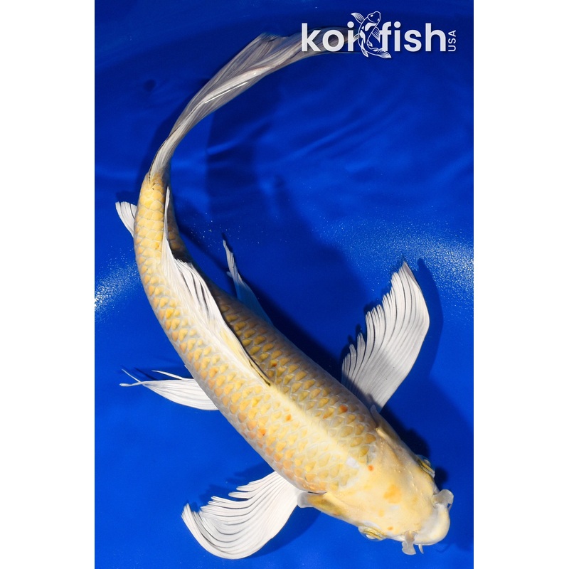 13" YAMABUKI OGON BUTTERFLY