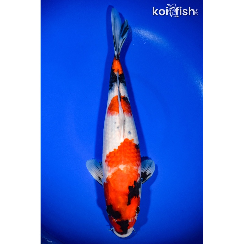 14.25" SHOWA